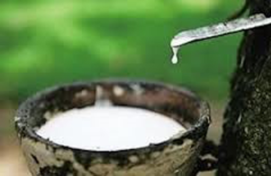 Hàng trăm nghìn ha cao su trên thế giới bị bỏ hoang